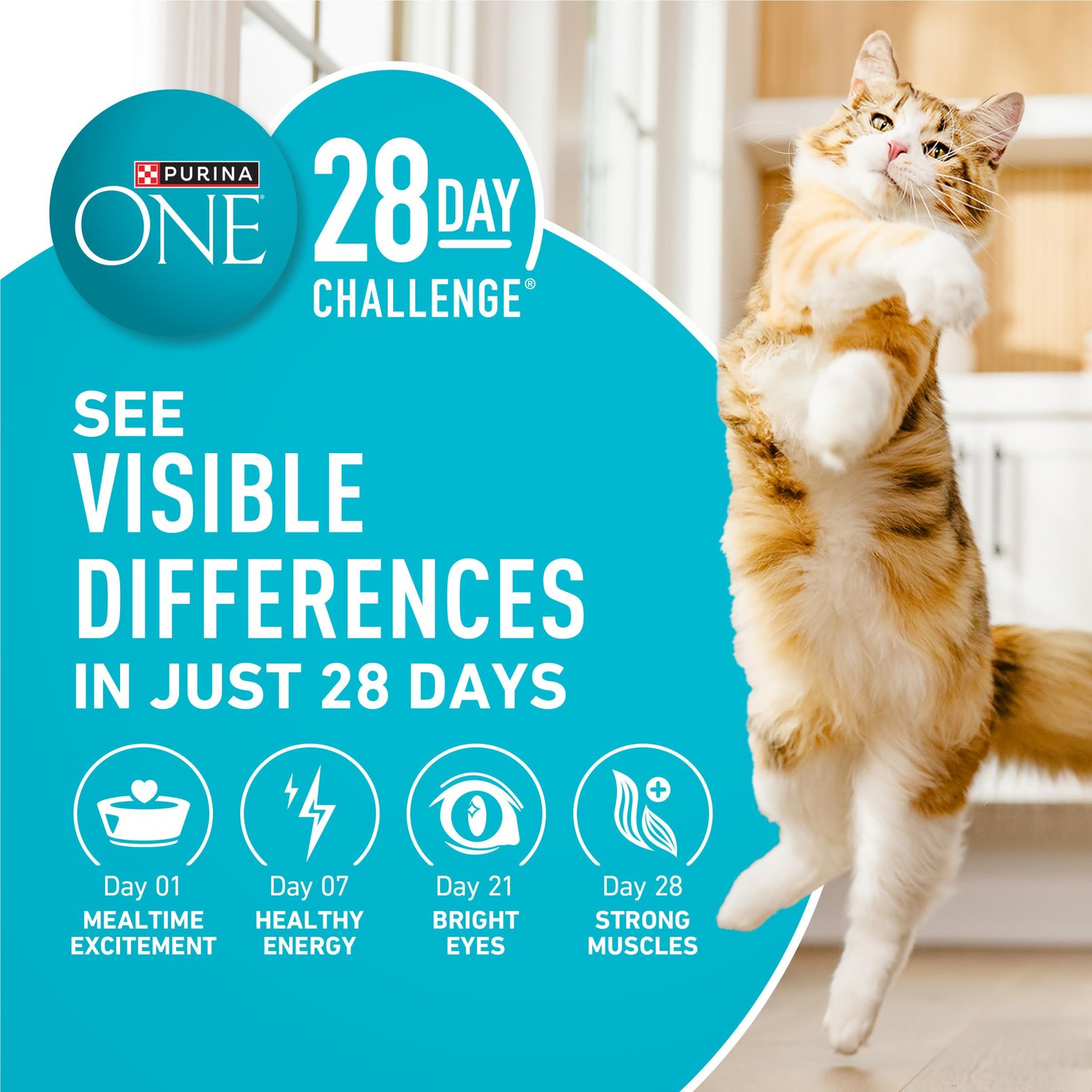 Purina ONE Tender Selects Dry Cat Food, Salmon, 7 lb Bag - Image 8